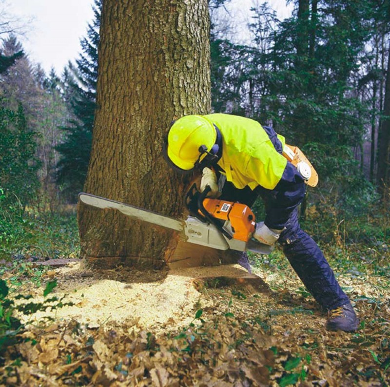 как правильно рубить лес